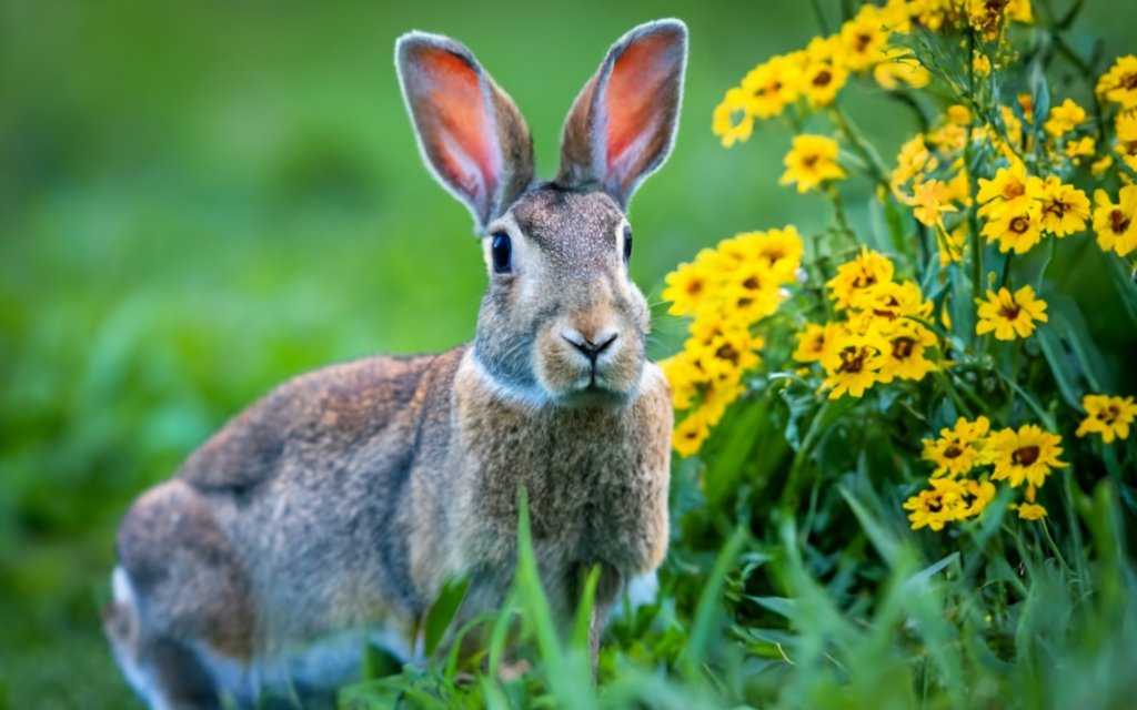 Wild vs. Domesticated Rabbits: Key Differences and Similarities